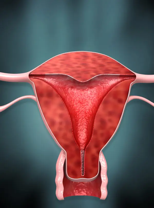 Female reproductive system  uterus cross section